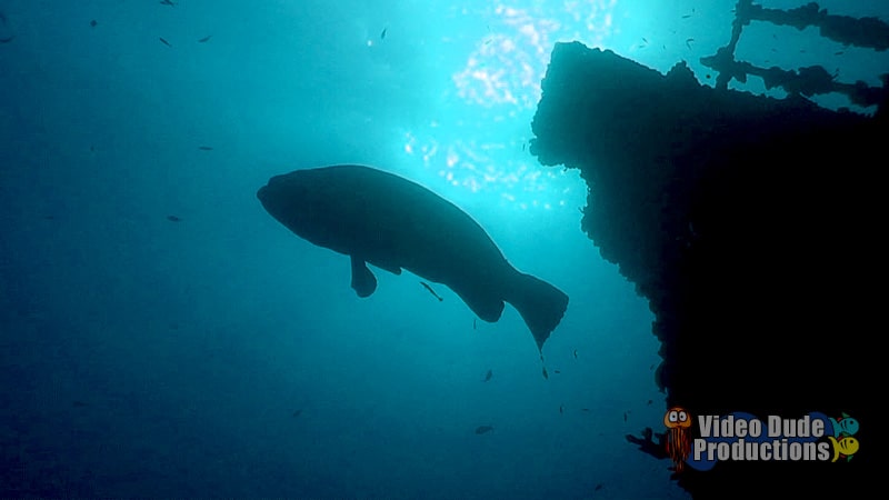 Artificial Reef – Back to “School” on the United Caribbean