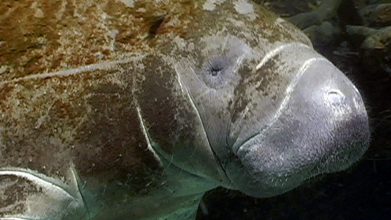 Crystal River Manatees 2015