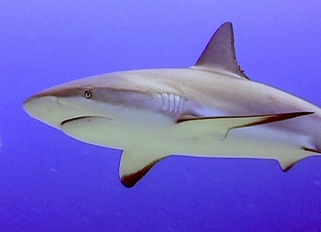 Sharks in Sint Maarten 2009