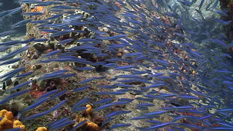 Sint Maarten 2012 – A Favorite Dive Spot