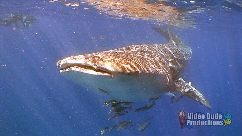 Whale Shark Encounter in Pompano Beach