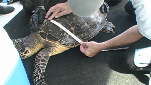Florida Hawksbill Project Video Documentary