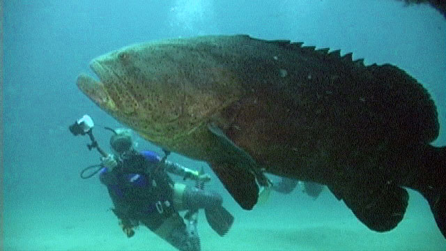 Force-E Grouper Dive 2012