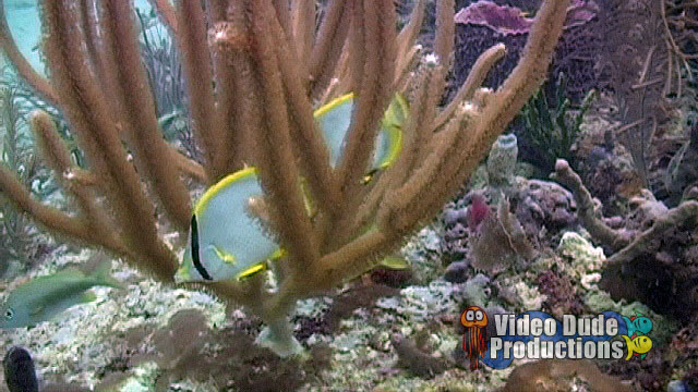Reef Dive – Client Video Shoot