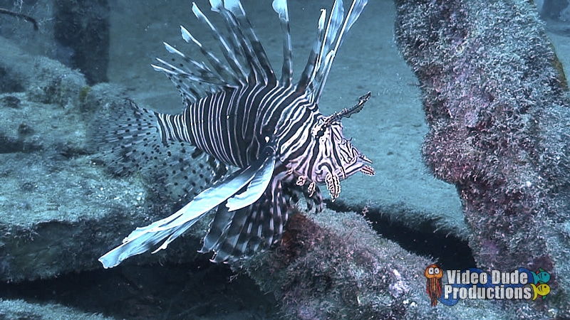 Birthday Dive for Divemaster Adam