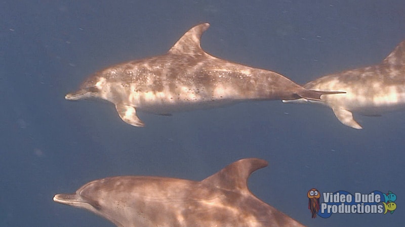 Dolphin Pod During Location Shoot