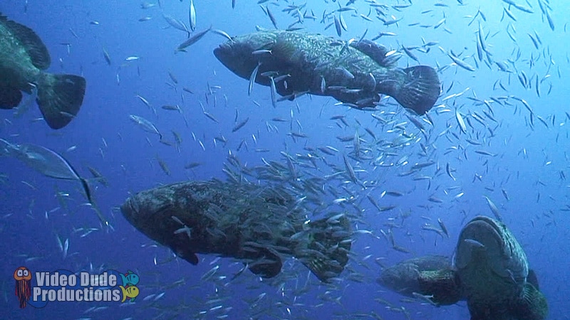 Goliath Grouper Aggregation