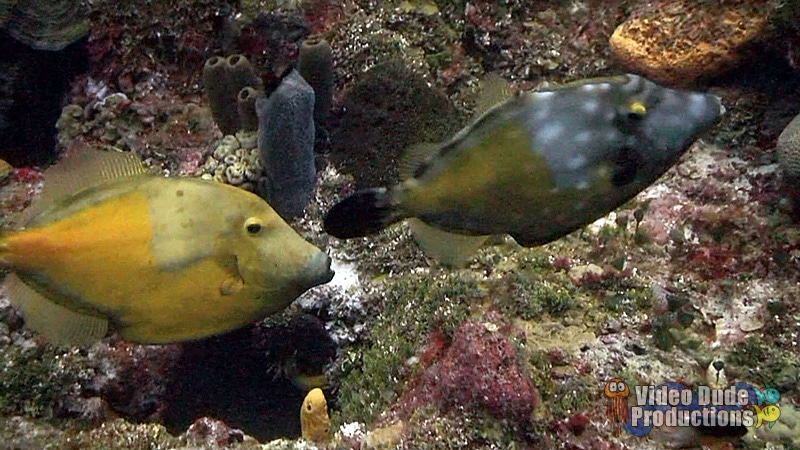 Cozumel Diving Report – 2012