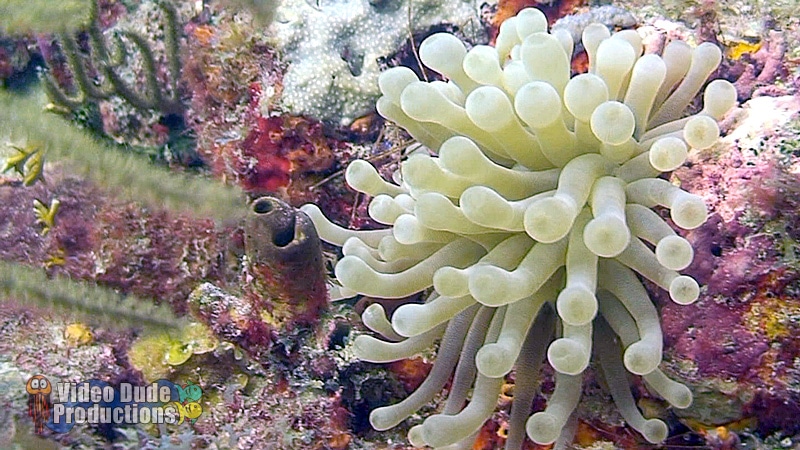 Force-E Store Video Shoot